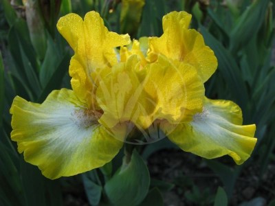 IMBUE IMG_9302
